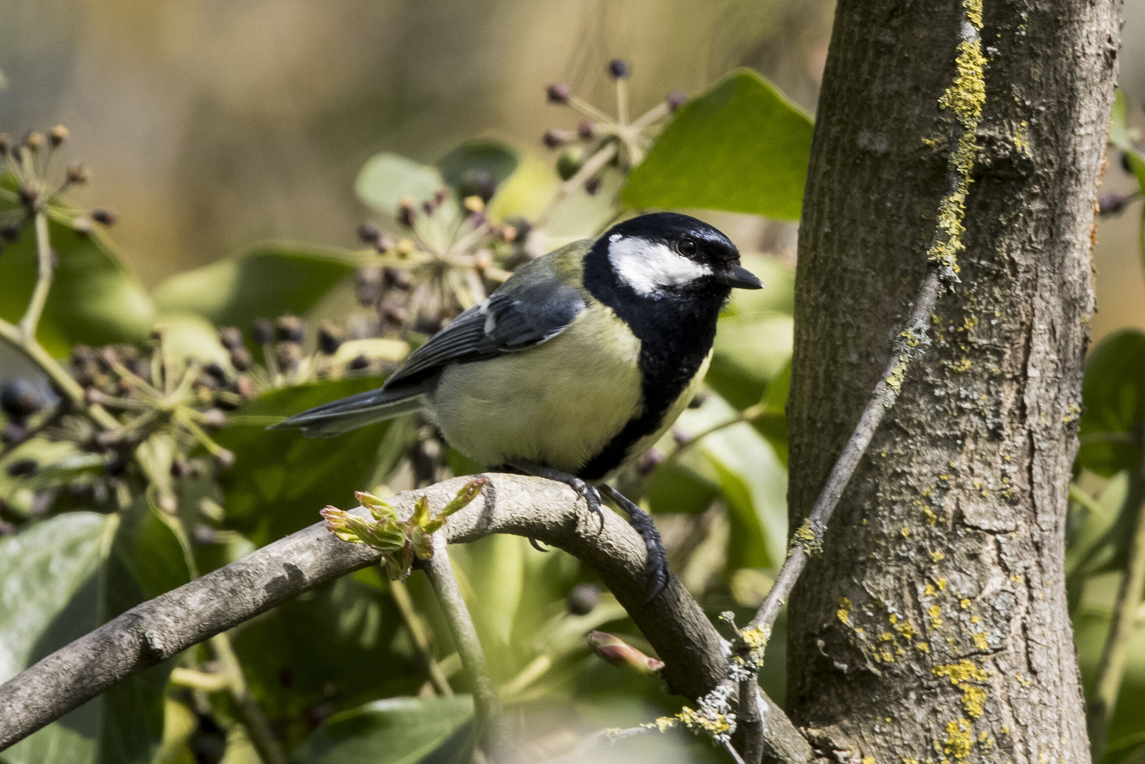 Kohlmeise - Parus major