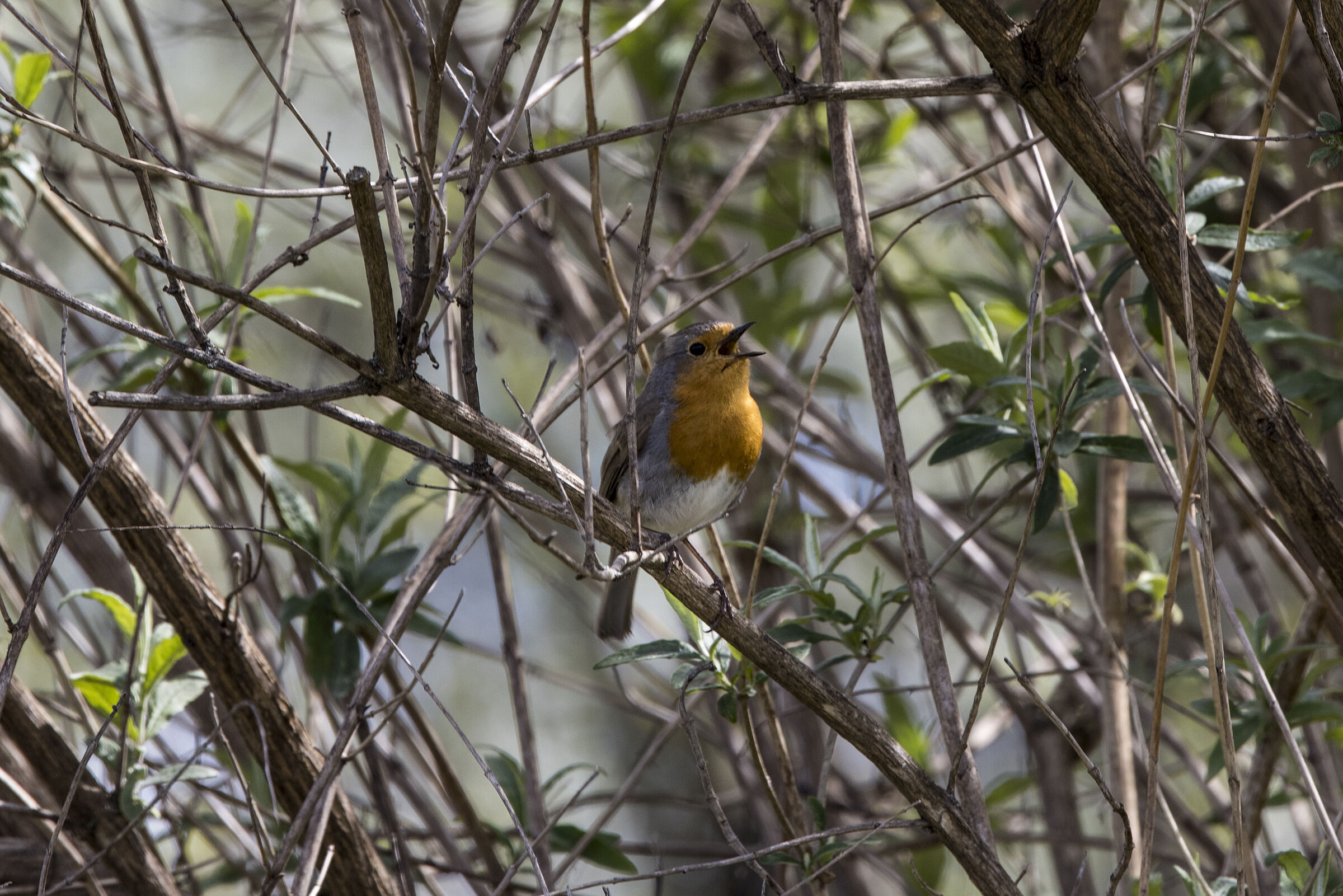 Rotkehlchen - Erithacus rubecula