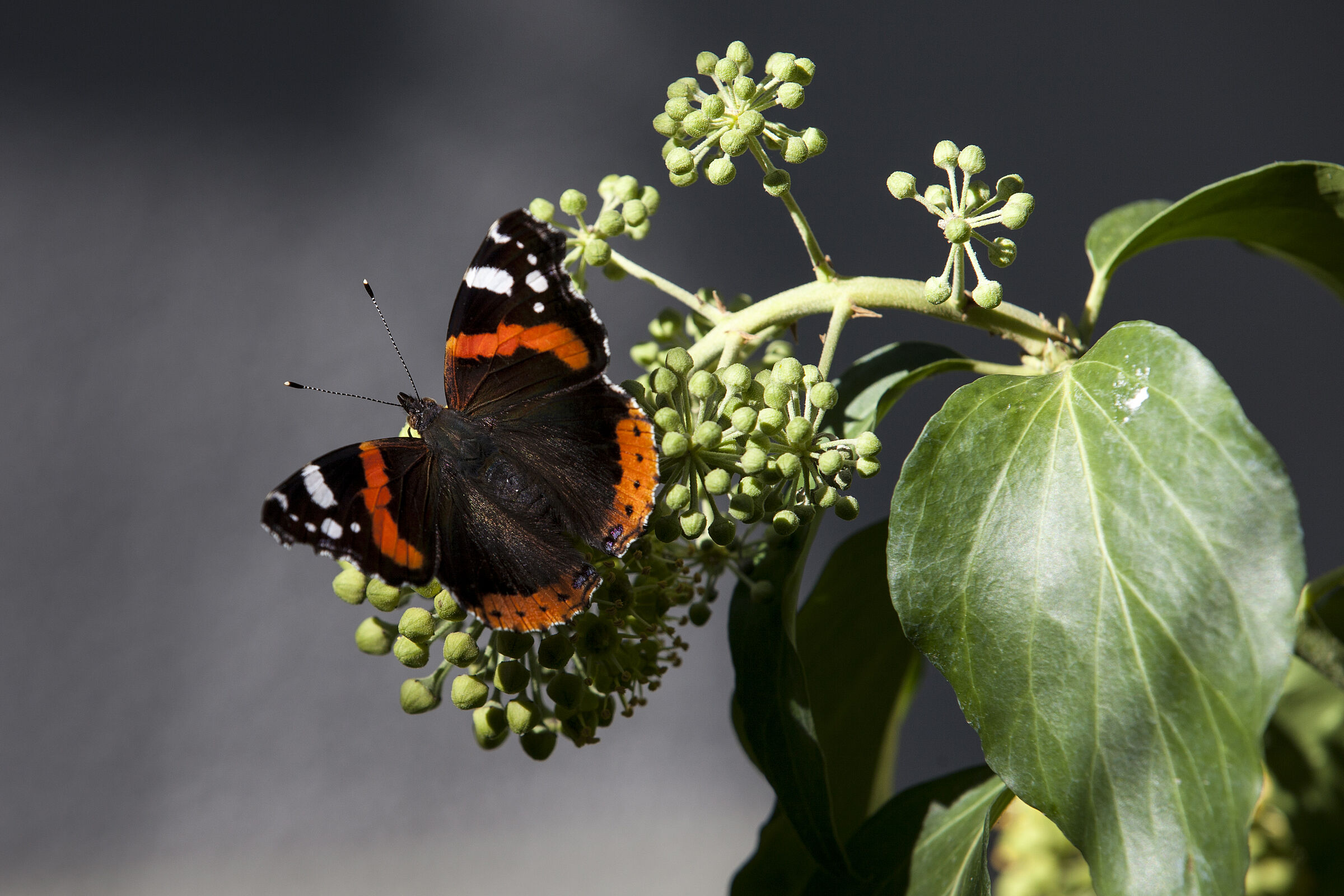 dmiral - Vanessa atalanta auf Efeu-Blüte - Hedera helix