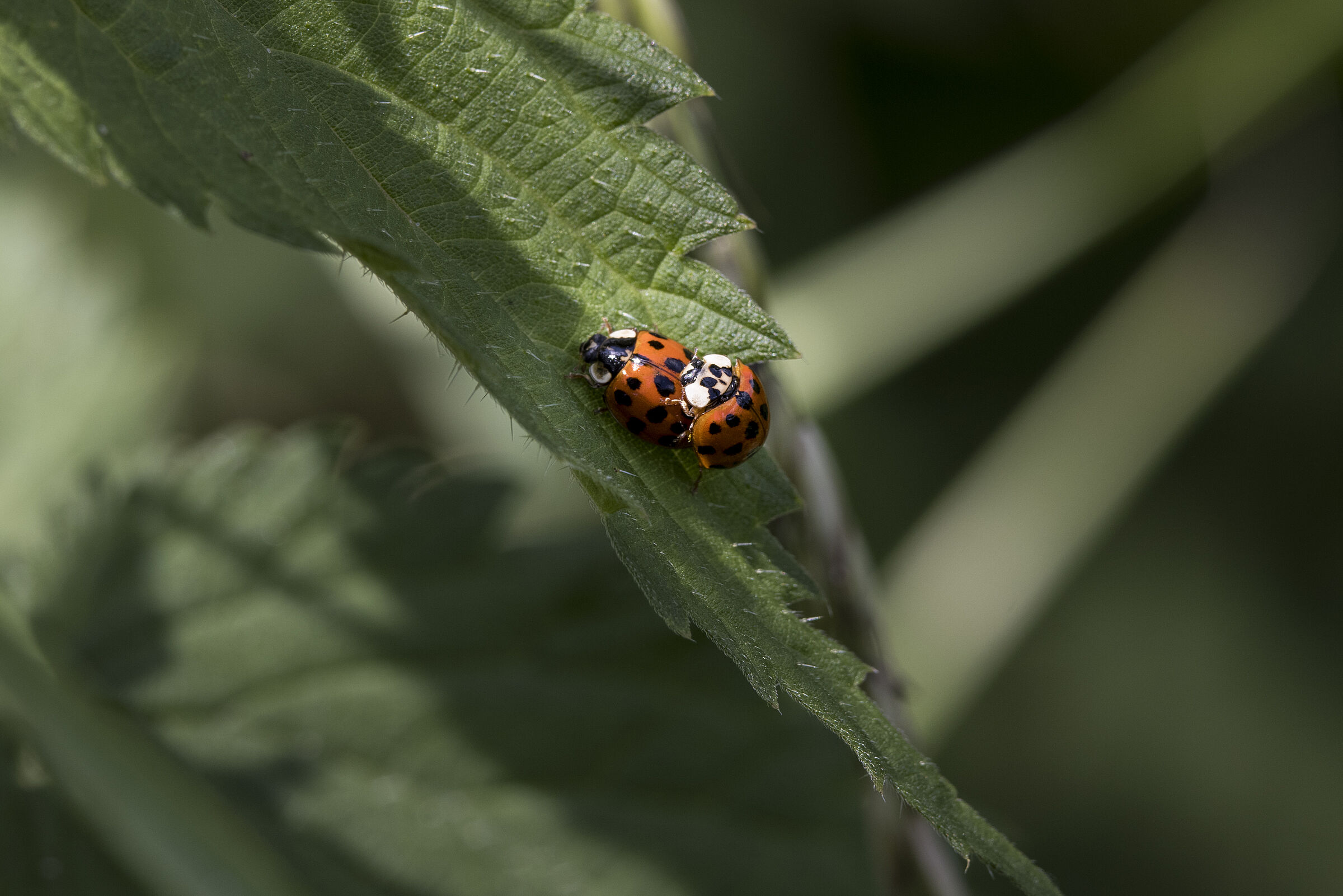 Asiatischer Marienkäfer - Harmonia axyridis