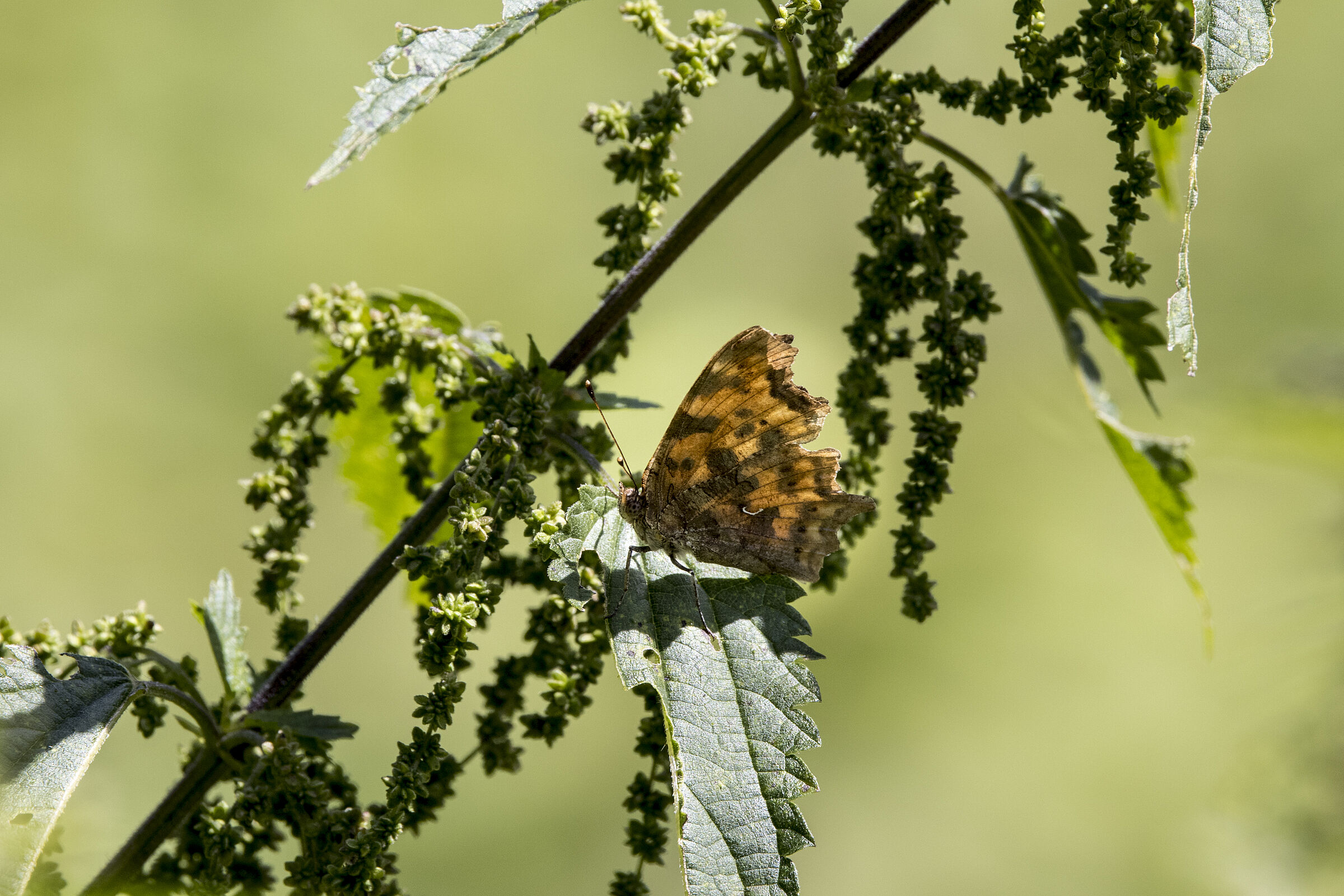 C-Falter - Polygonia c-album auf Großer Brennessel -Urtica dioica