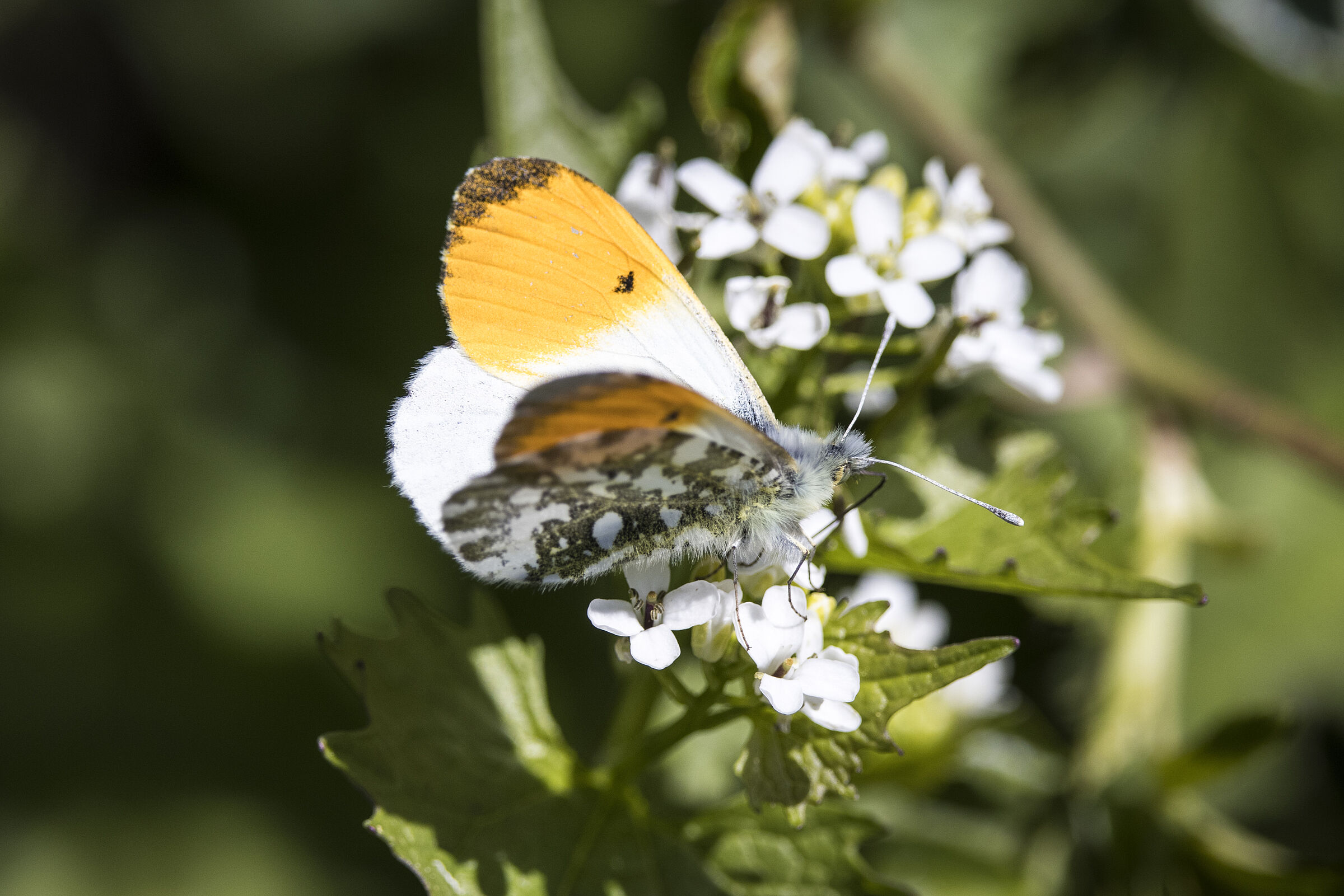 Aurorafalter ♂ -Anthocharis cardamines an Knoblauchsrauke - Alliaria petiolata