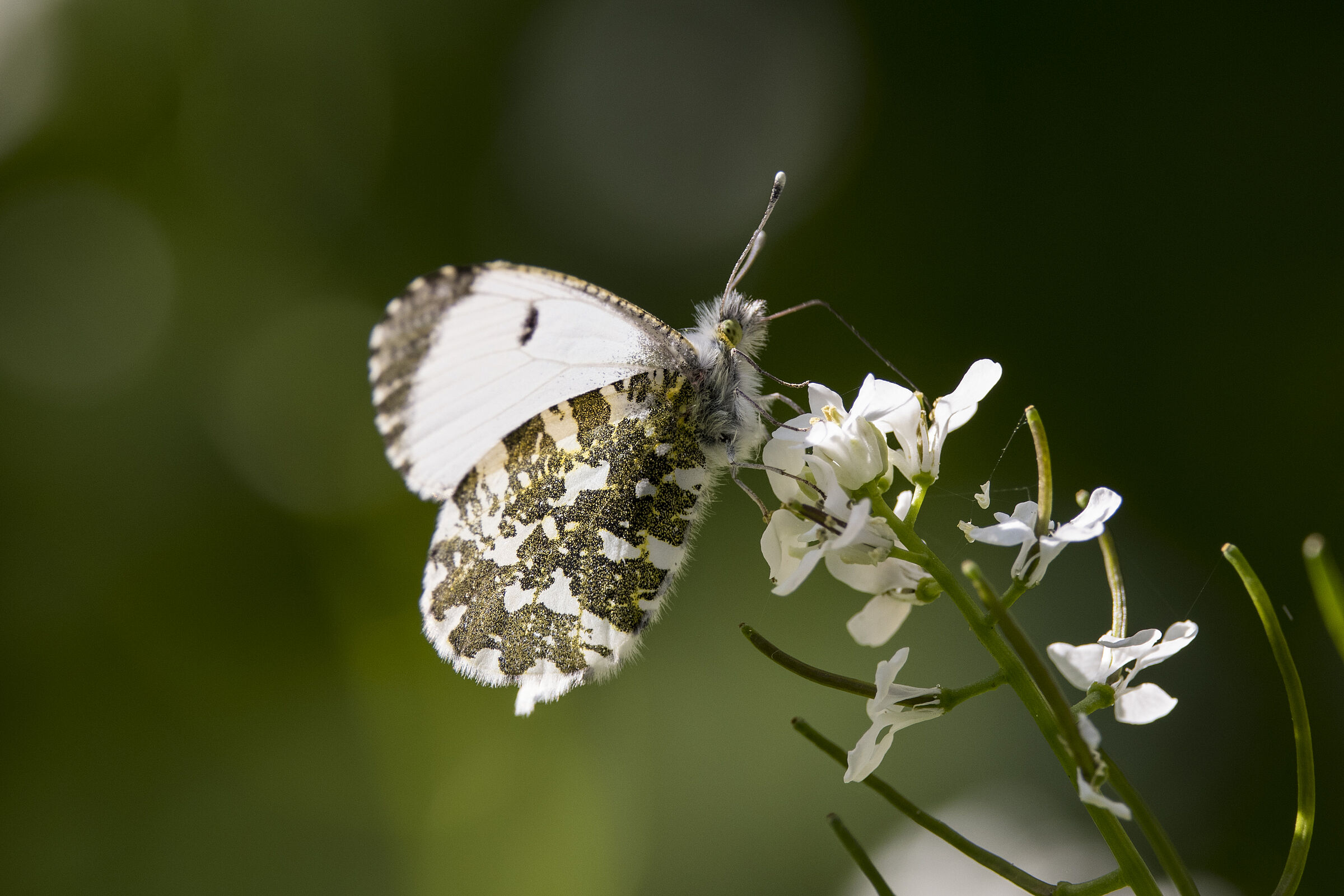 Aurorafalter ♀ -Anthocharis cardamines