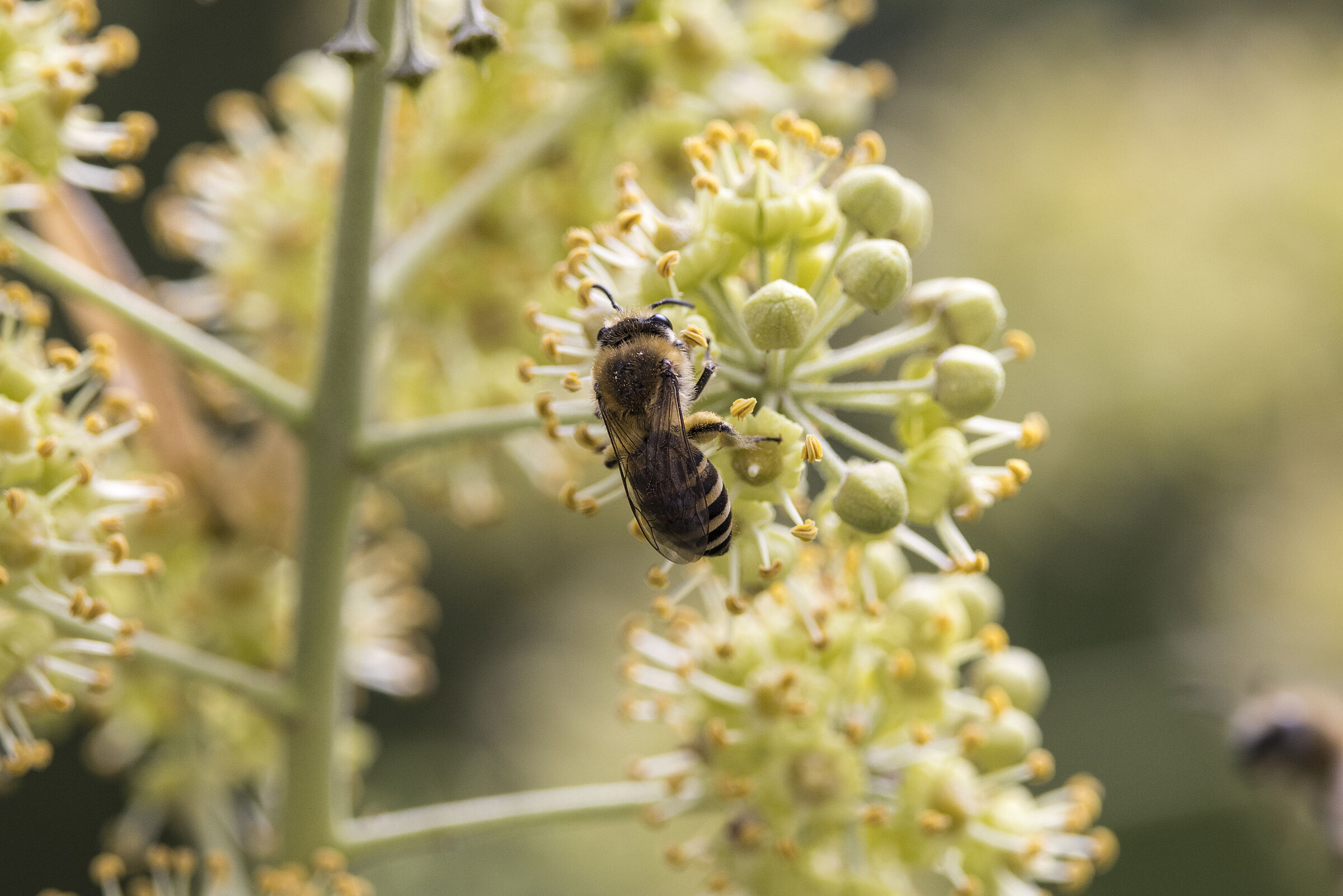 Efeu-Seidenbiene - Colletes hederae auf Efeu-Blüte - Hedera helix