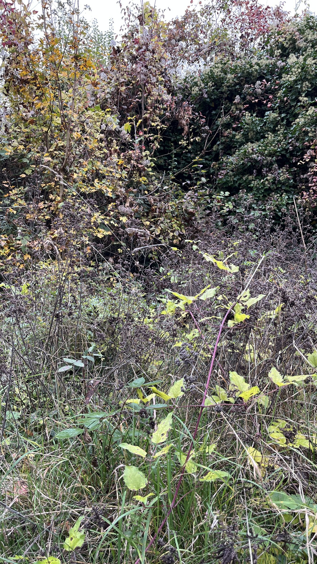 Hecke im Herbst; Foto: Seabstian Albert