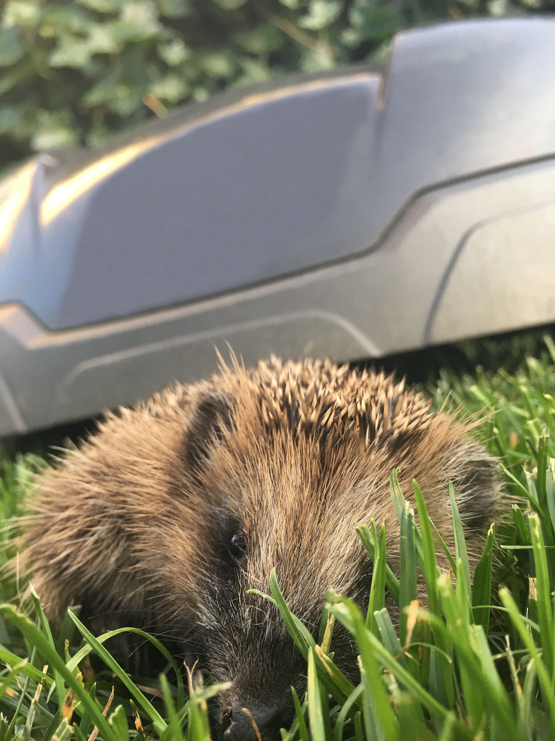 Igel vor Mähroboter | Foto: Martina Gehret