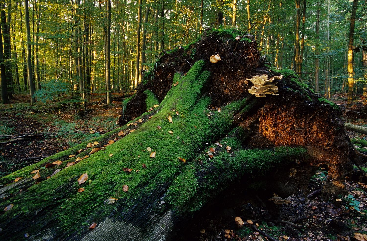Der Irtenberger Wald westlich von Würzburg wird auf 510 ha Naturwald
