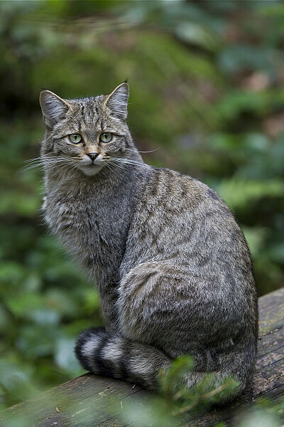 Wildkatze Foto: Marcus Bosch