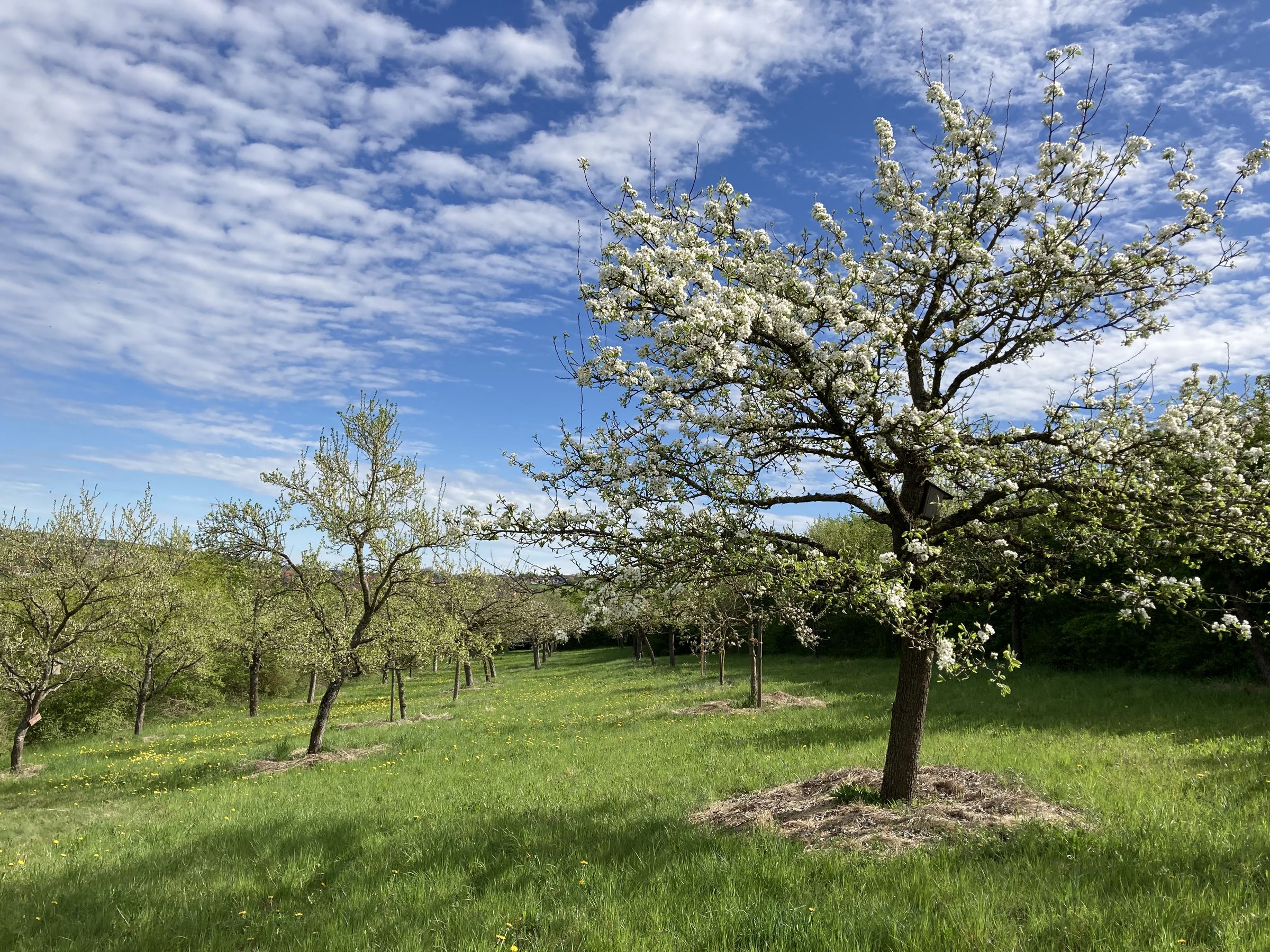 Apfelbaumblüte im Frühling