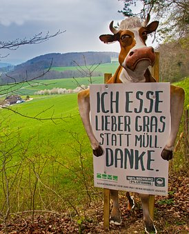 Kuh