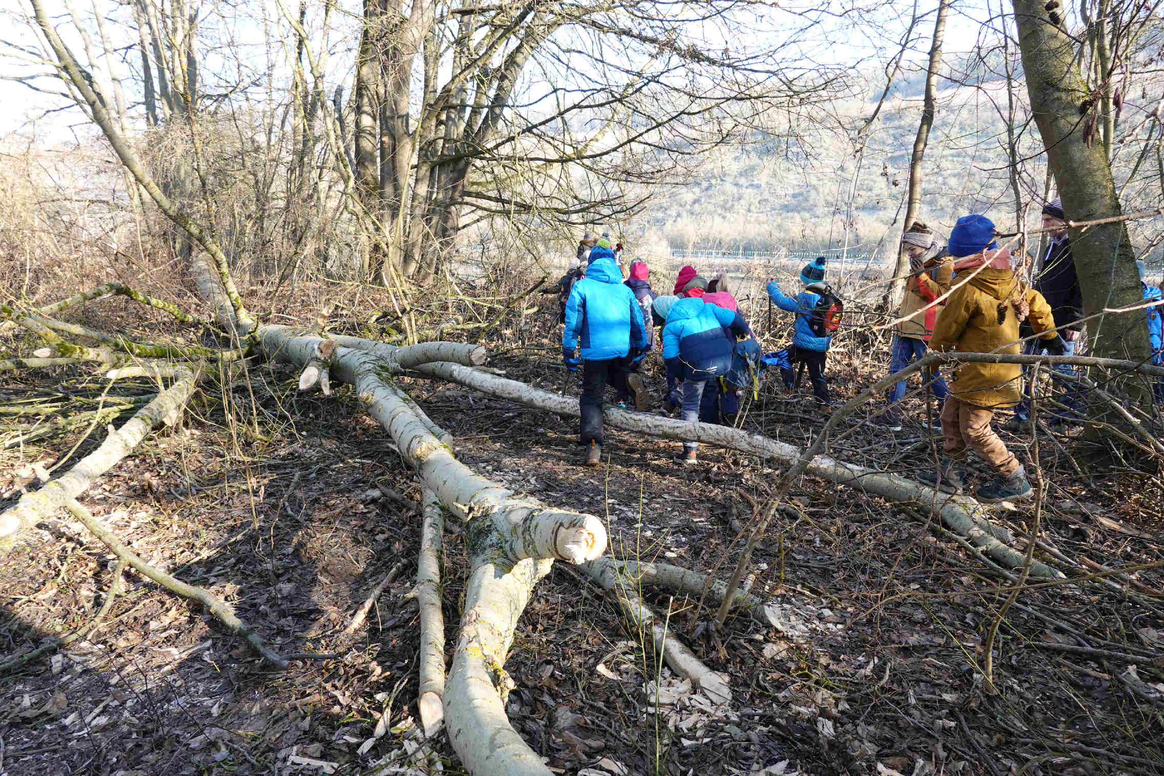 Vom Biber gefällter Baum