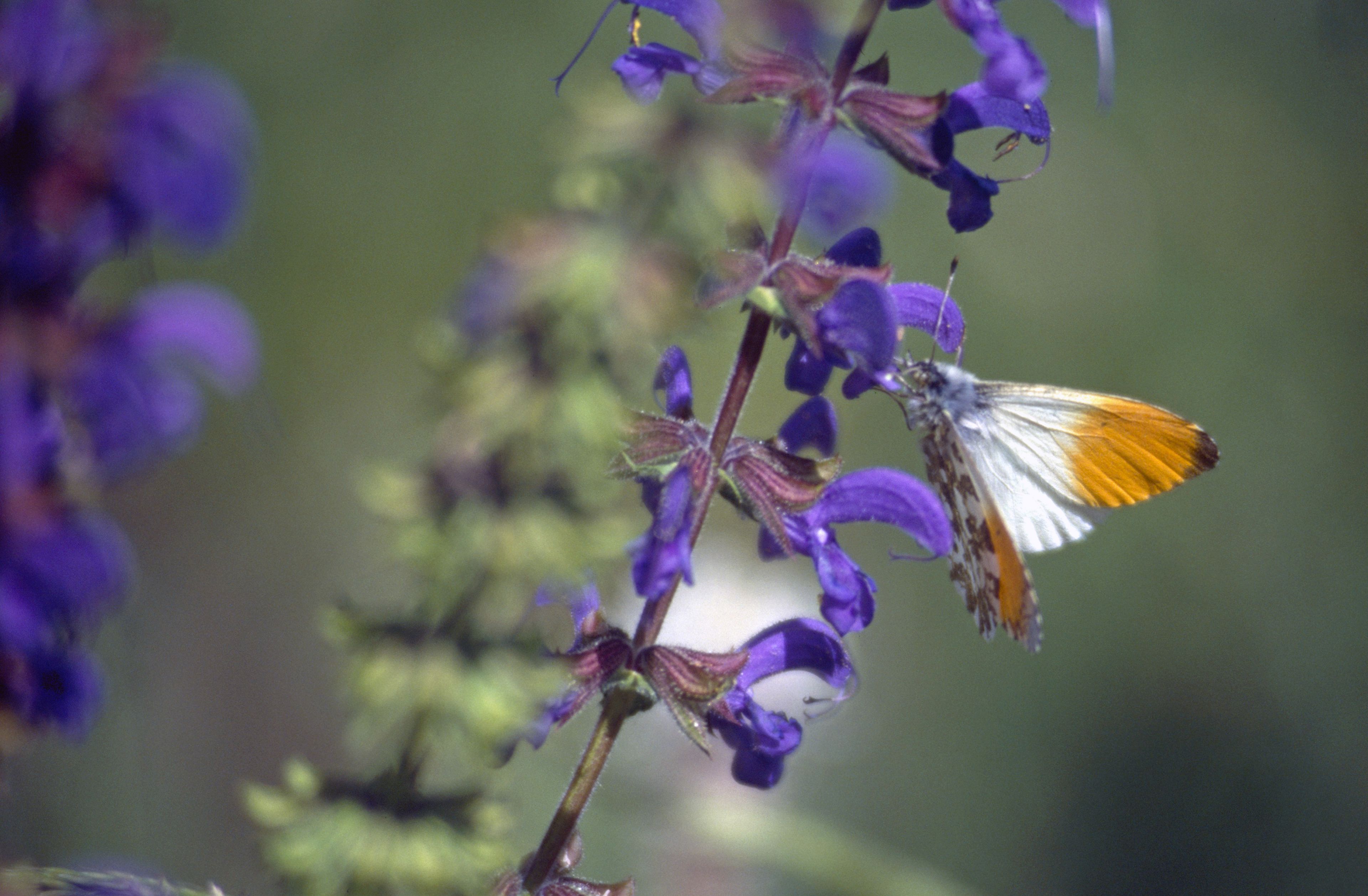Aurorafalter auf Wiesensalbei