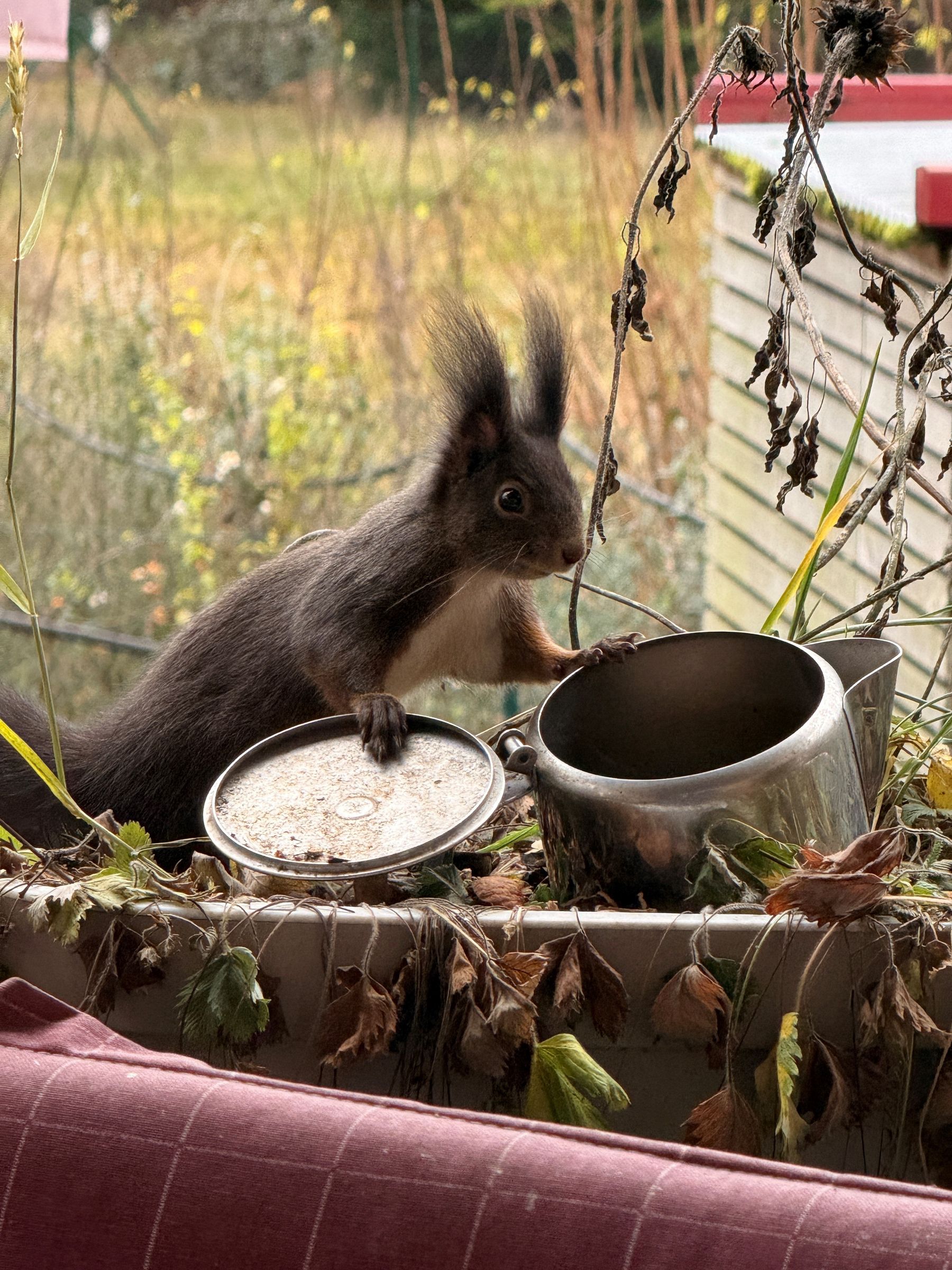 Eichhörnchen; Foto: Brigitte Lutzner