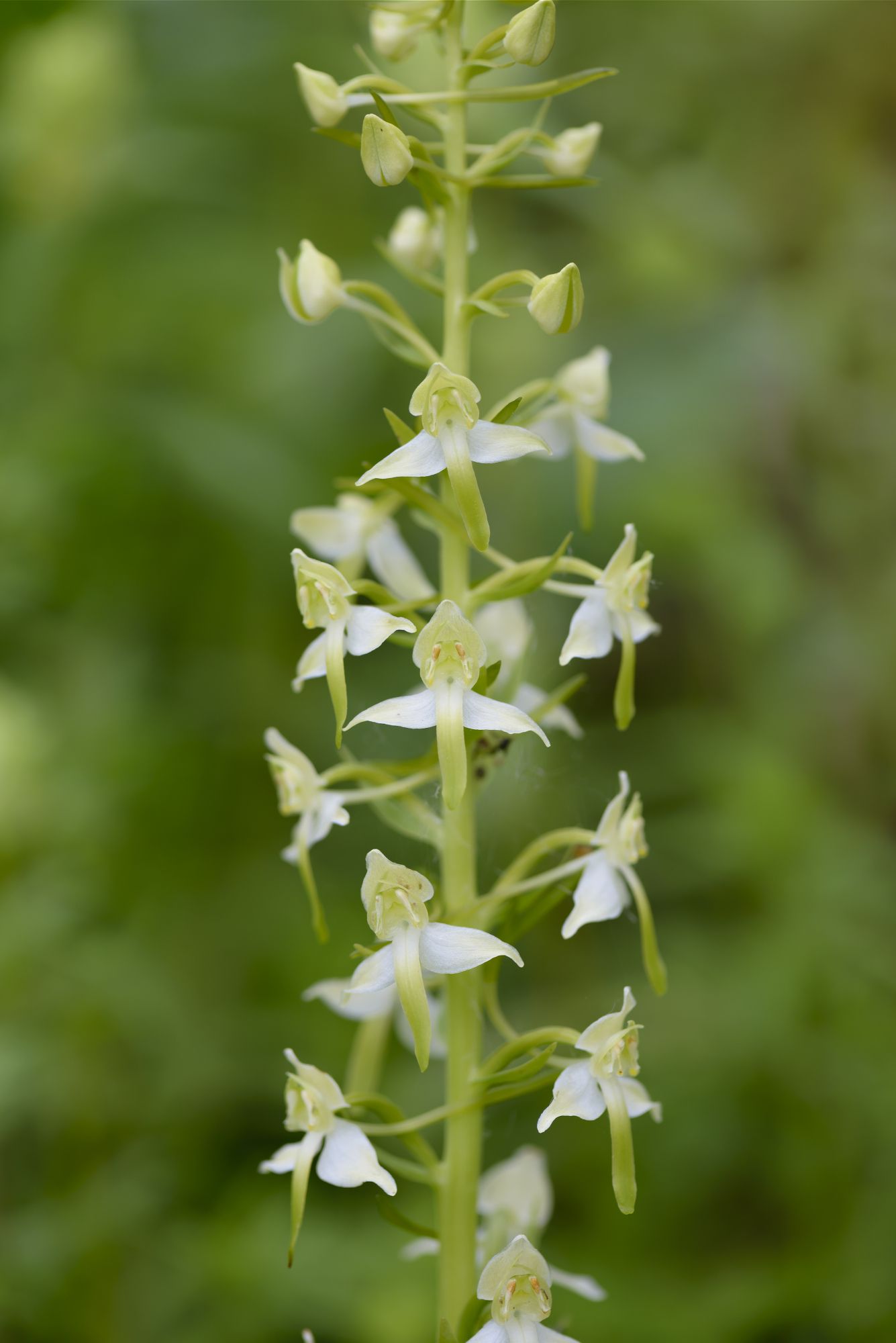 Grünliche-Waldhyatinthe, Christoph Bosch