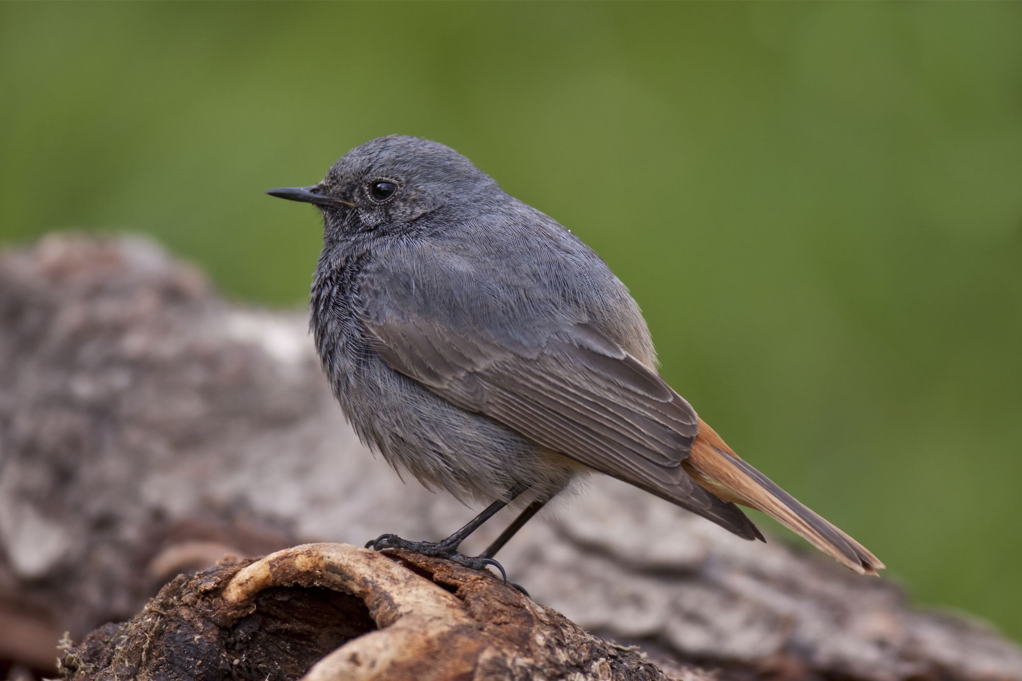 Hausrotschwanz, Marcus Bosch