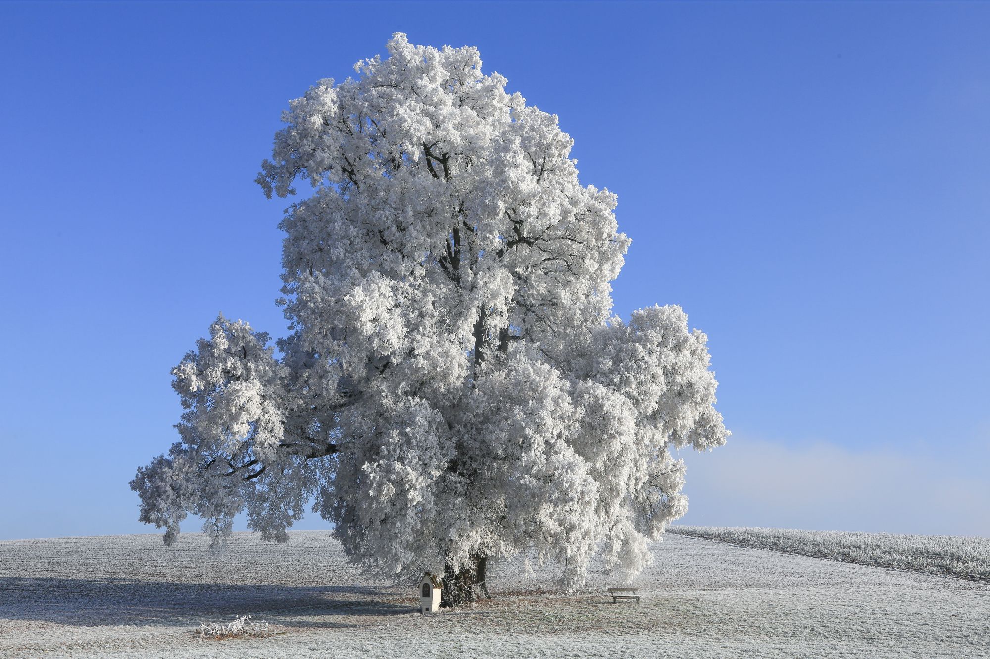 Linde, Johannes Selmansberger