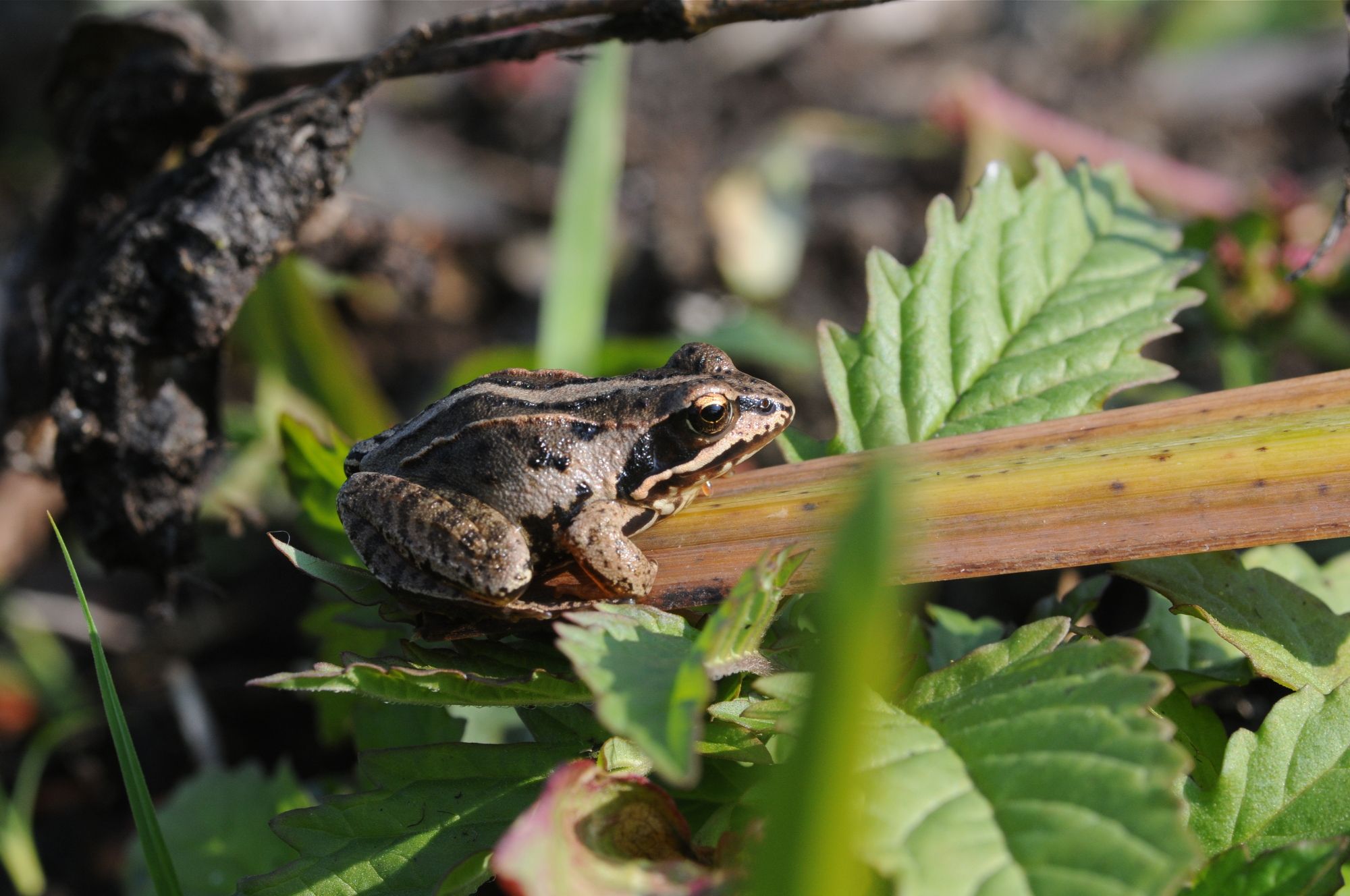 Moorfrosch, Peter Zach