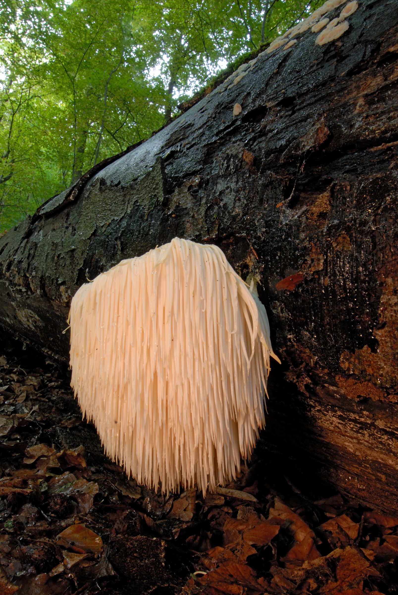 Igelstachelbart; Thomas Stephan