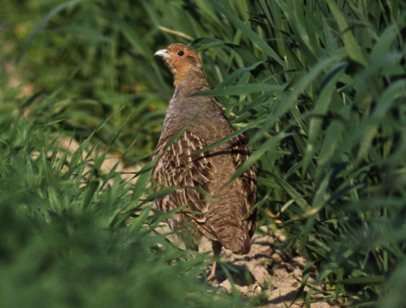 Rebhuhn; Wolfgang Willner
