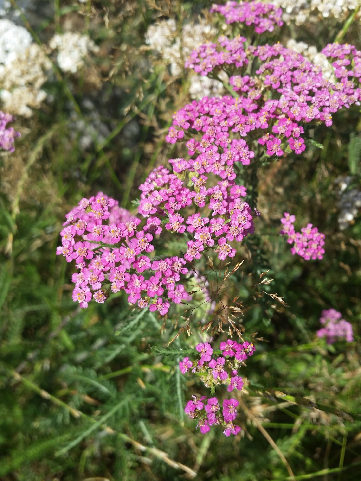 Schafgarbe, Bettina Helmholz