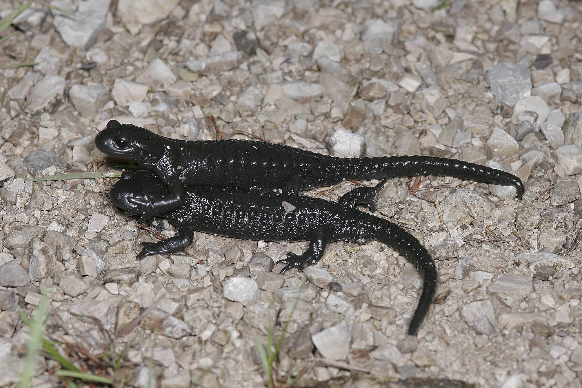 Zwei Alpensalamander; Wolfgang Willner Zwei Alpensalamander; Wolfgang Willner