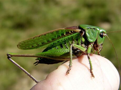 Warzenbeißer; Ulrich Meßlinger