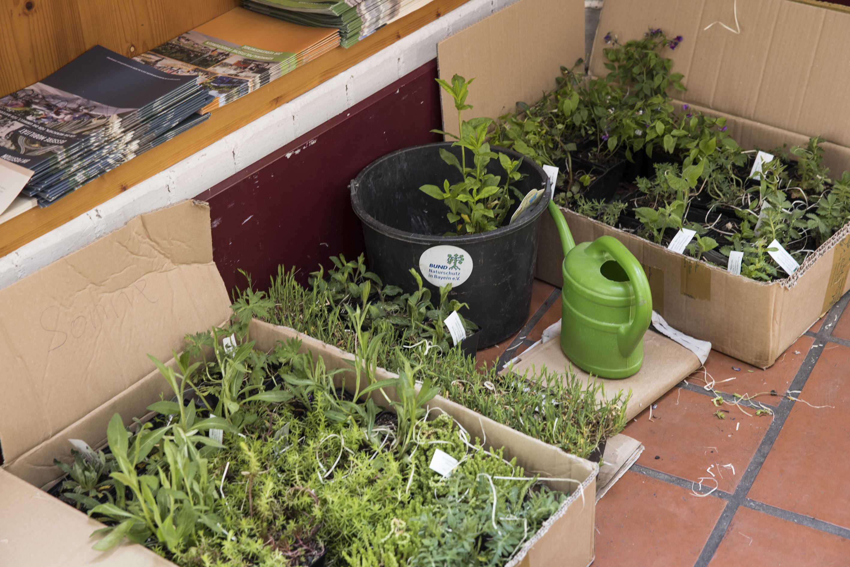 Wildstauden (Bild: Gudrun Müller)