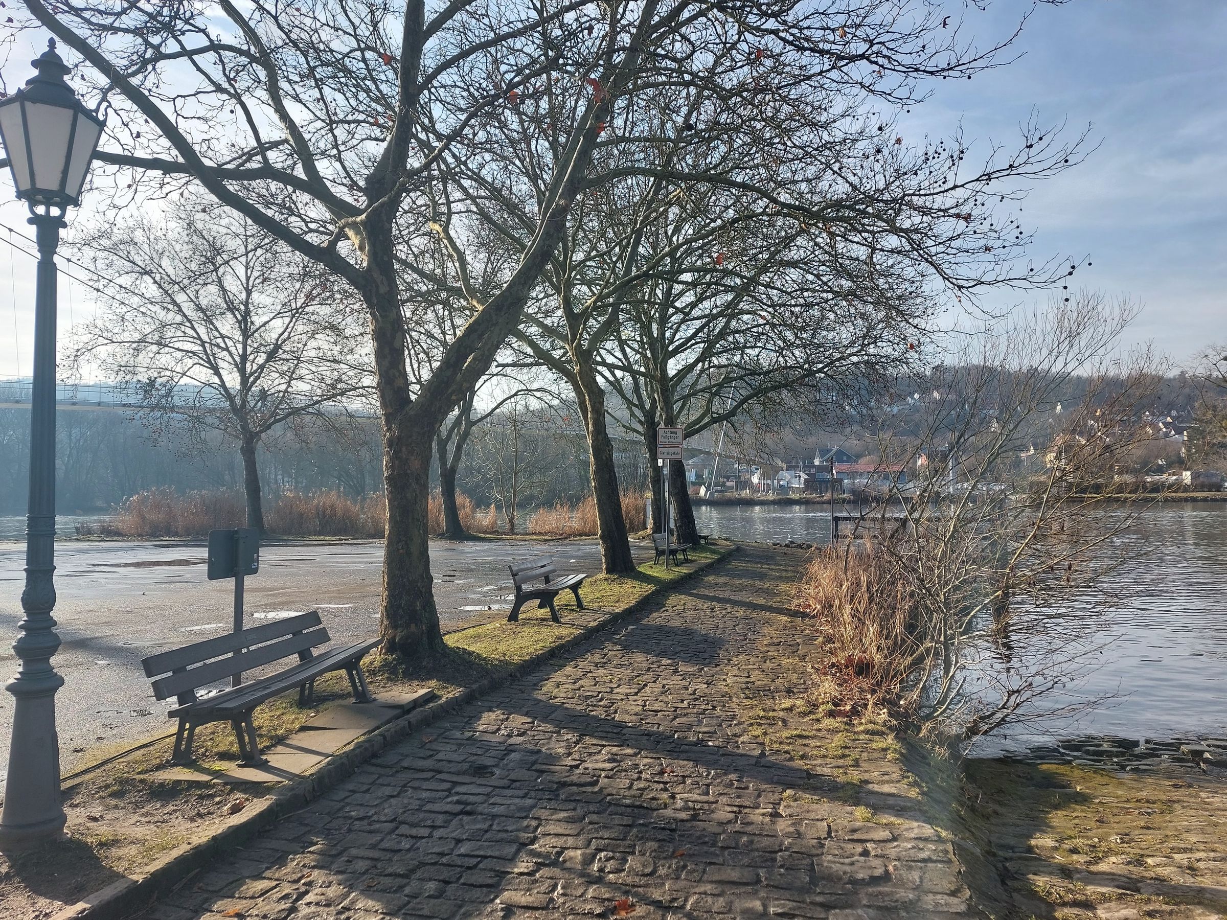 Platanen am Main bei Veitshöchheim; Foto: Armin Genser
