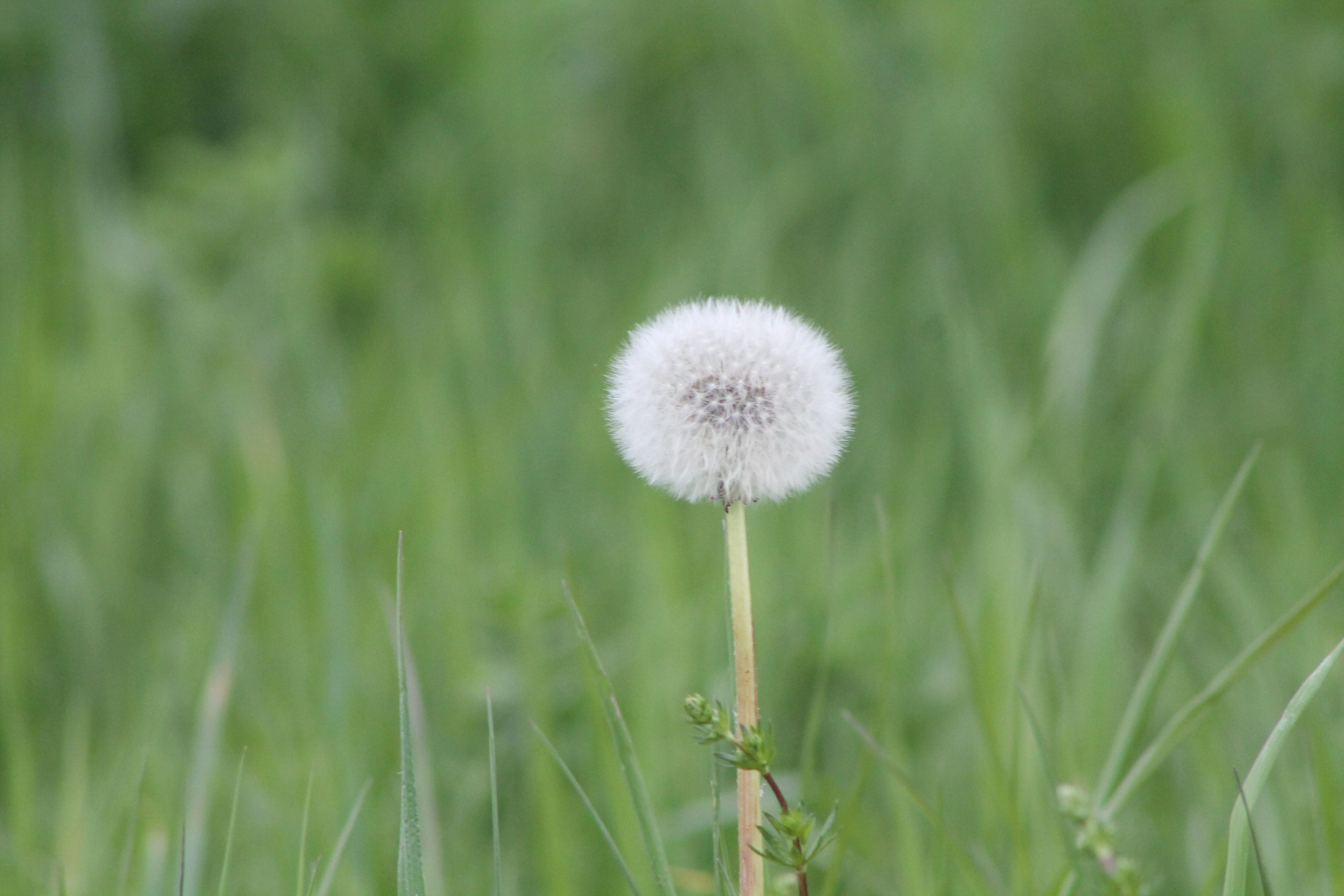 Pusteblume; Foto:Tobias Erras