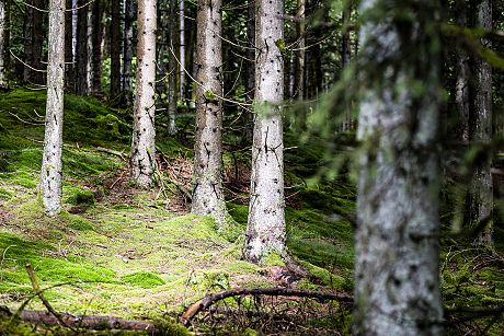 Waldsterben; Foto: Jörg Farys