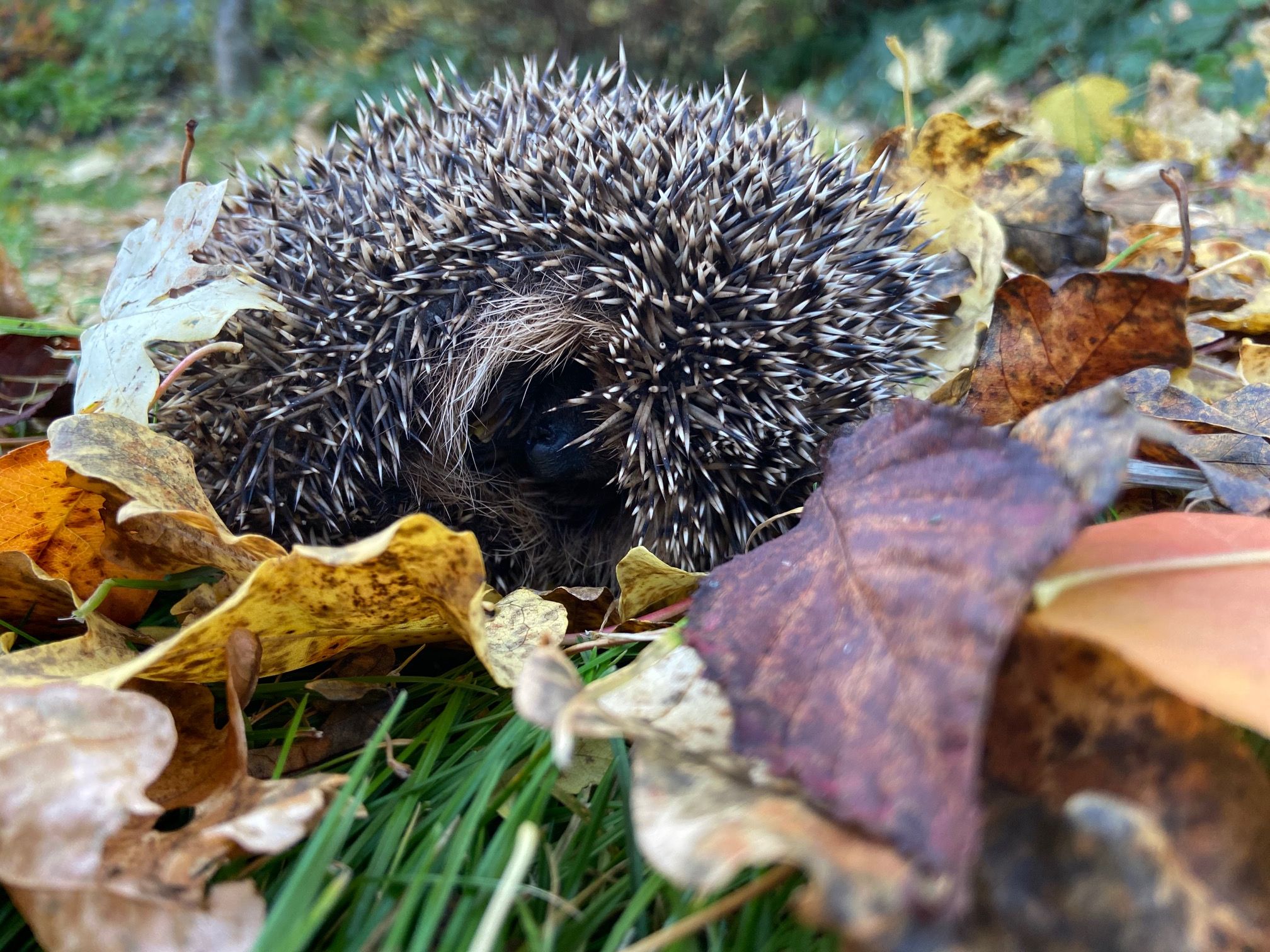 Igel im Laub; Foto: M.Gehret