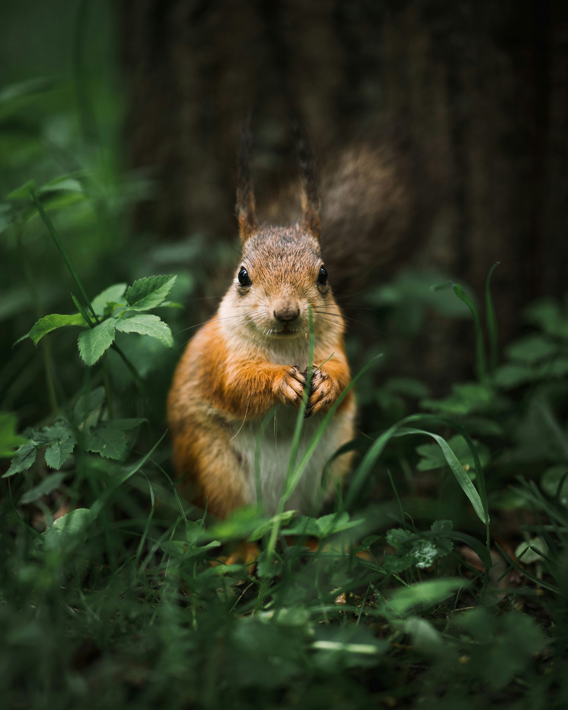 Eichhörnchen; Foto: Andrey Svistunov